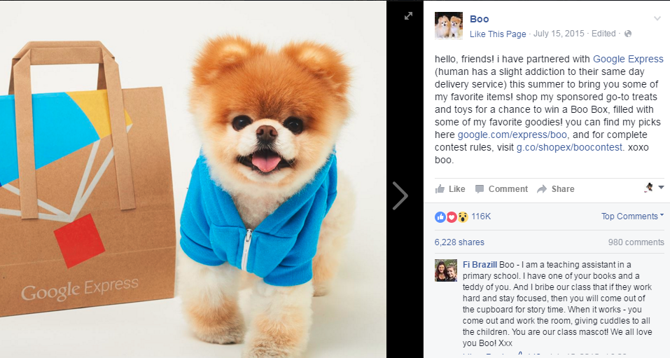 Boo the World's Cutest Dog Makes $20,000 a Week - Celebrity Pets