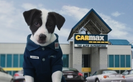 puppy-carmax-employee
