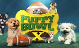 puppy-bowl
