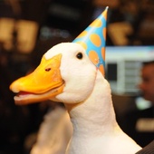 aflac-duck