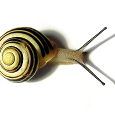 c-335-snail