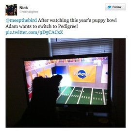 puppybowl-pedigree2
