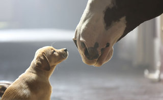 budweiser-puppy-love-image