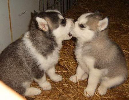 huskypuppies.jpg