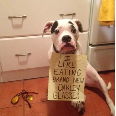 dogshaming