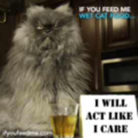 iyfm-colonel-meow-act-like-i-care