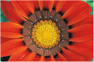 maturity-flower maturity-flower